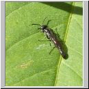 Trypoxylon cf attenuatum - Grabwespe m01 8mm.jpg